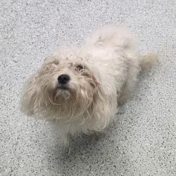 Shelter Stray Female Dog last seen , 5801 Graye Ln, Caldwell, ID 83607, USA