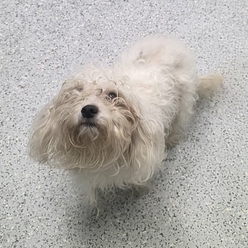 Shelter Stray Female Dog last seen , 5801 Graye Ln, Caldwell, ID 83607, USA