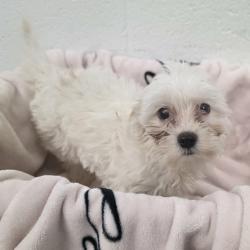 Shelter Stray Female Dog last seen , 5801 Graye Ln, Caldwell, ID 83607, USA