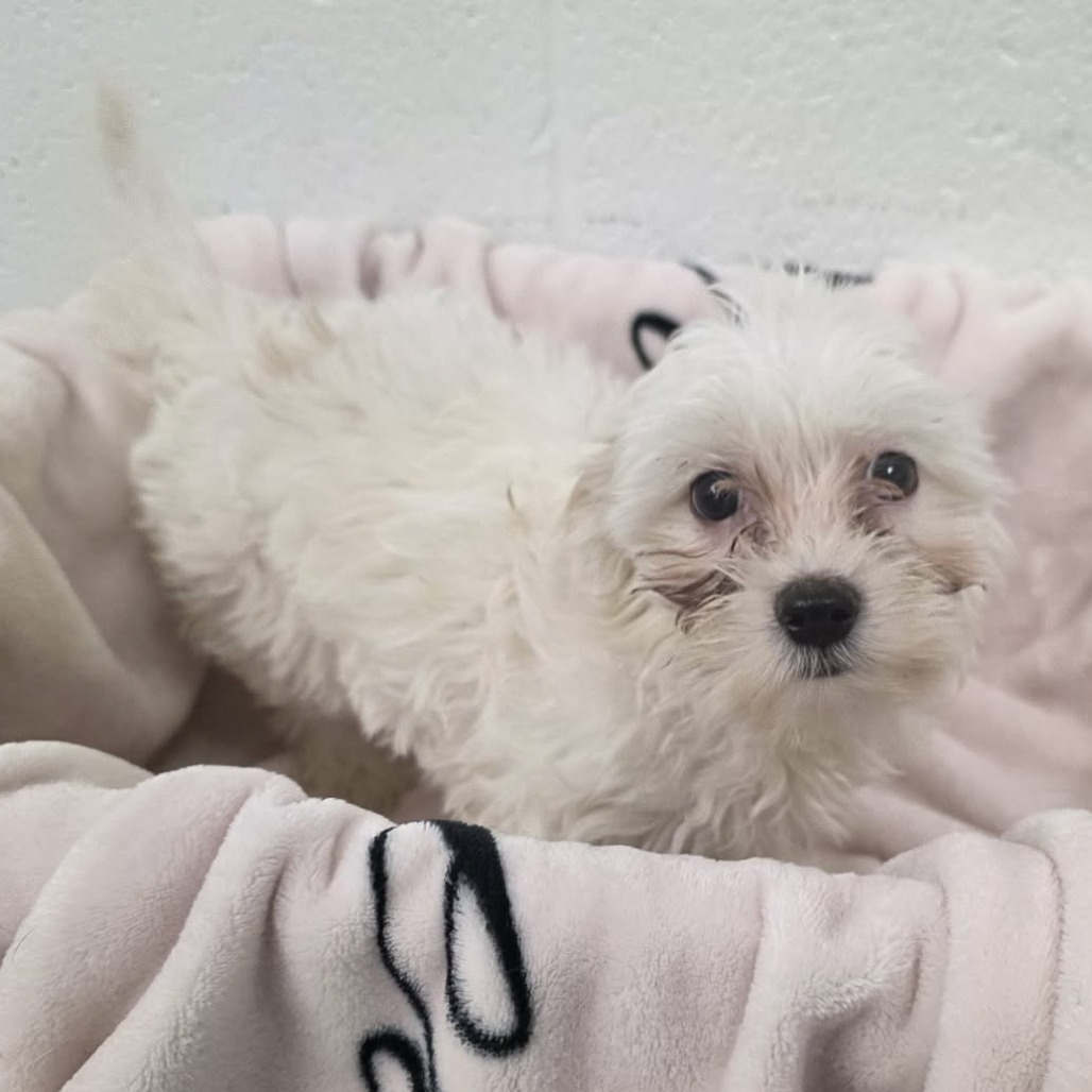 Shelter Stray Female Dog last seen , 5801 Graye Ln, Caldwell, ID 83607, USA