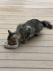Found/Stray Unknown Cat last seen Timber lane & Autumn Ridge Drive, Montgomery, IL 60538
