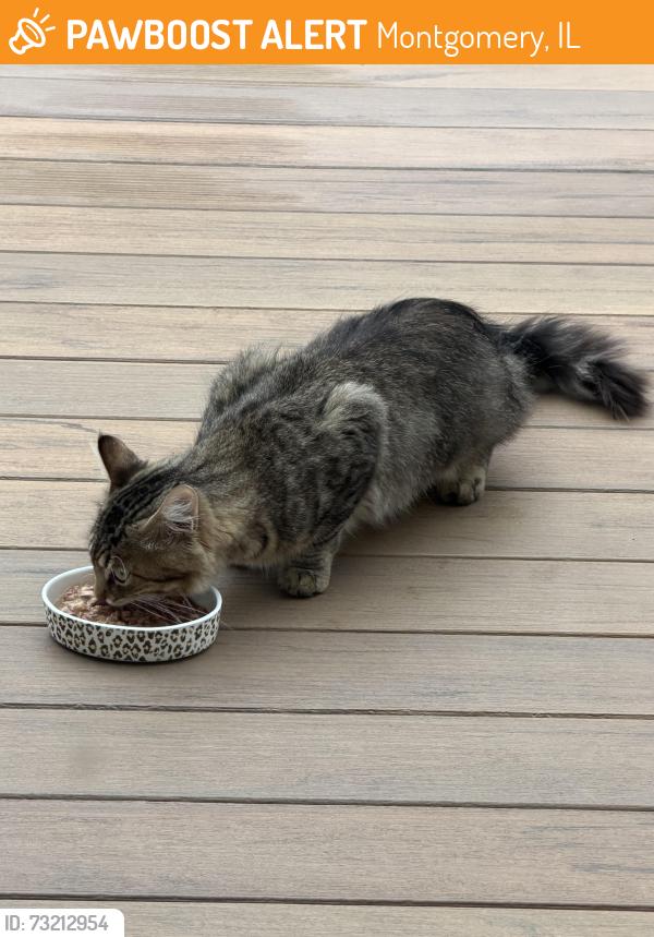 Found/Stray Unknown Cat last seen Timber lane & Autumn Ridge Drive, Montgomery, IL 60538