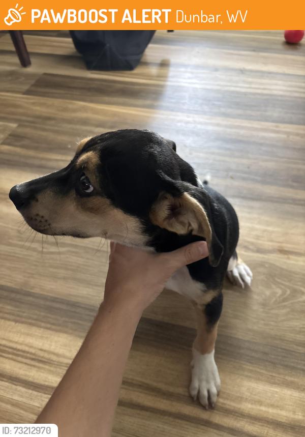 Found/Stray Male Dog last seen 20th st. Dunbar, wv, Dunbar, WV 25064