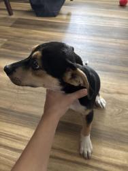Found/Stray Male Dog last seen 20th st. Dunbar, wv, Dunbar, WV 25064