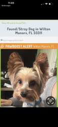Lost Male Dog last seen Leonor, Hollywood, FL 33020