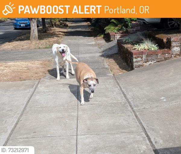 Found/Stray Female Dog last seen Fang pet store, Portland, OR 97217