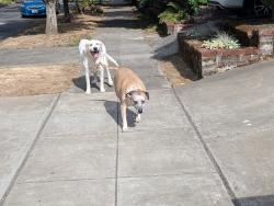 Found/Stray Female Dog last seen Fang pet store, Portland, OR 97217