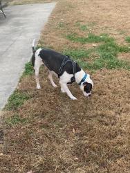 Reunited Male Dog last seen Winter drive, Wake Forest, NC 27587