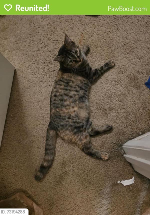 Reunited Female Cat last seen Protest Rd, W Boise Ave, Boise, ID 83706