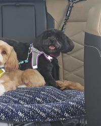 Lost Female Dog last seen Belaire court goodfield, IL, Goodfield, IL 61742