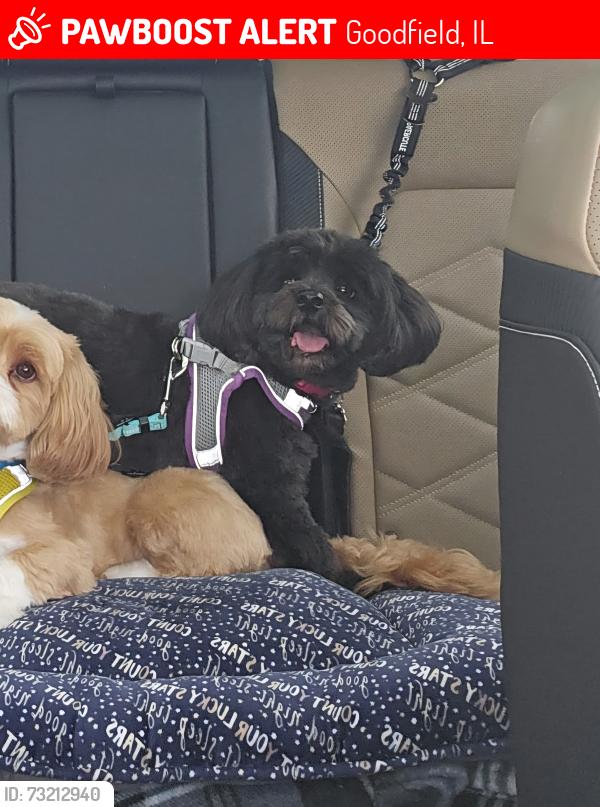 Lost Female Dog last seen Belaire court goodfield, IL, Goodfield, IL 61742