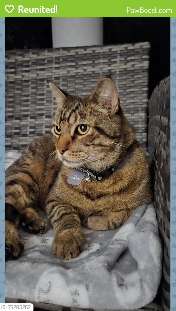 Reunited Male Cat last seen Love Story Restaurant in South Miami, Miami-Dade County, FL 33173