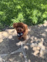 Lost Female Dog last seen Last seen near royse city 350 hickory hill apmts, Royse City, TX 75189