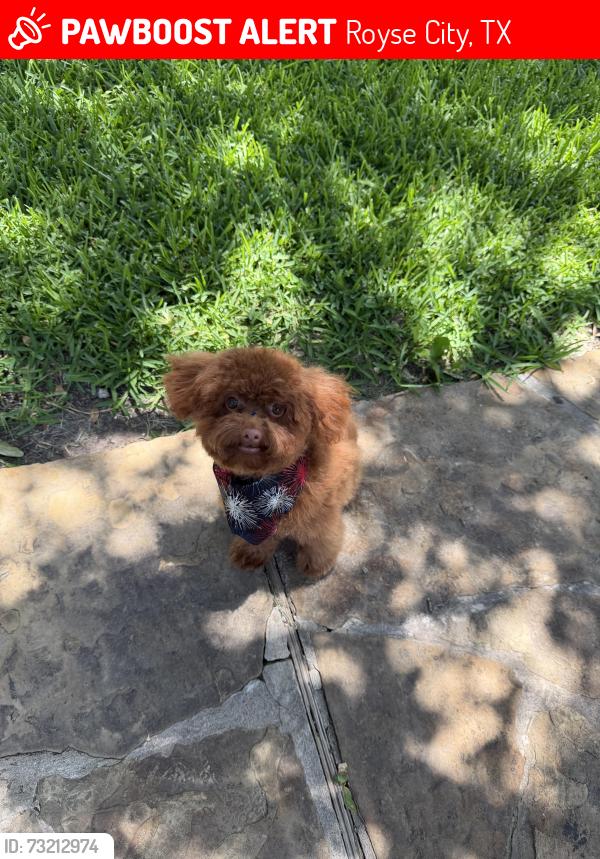 Lost Female Dog last seen Last seen near royse city 350 hickory hill apmts, Royse City, TX 75189