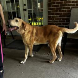 Reunited Male Dog last seen Fordham Rd and Schillinger Rd 36619, Mobile, AL 36619