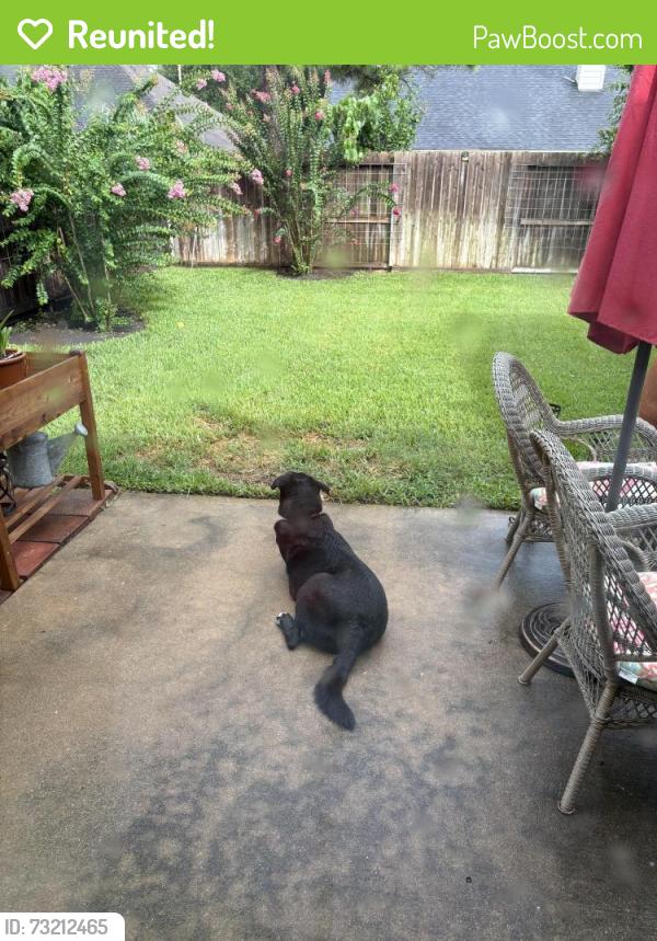 Reunited Male Dog last seen Fry Road and Westheimer Parkway, Cinco Ranch Equestrian Village, TX 77450