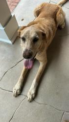 Reunited Male Dog last seen Fordham Road, Mobile, AL 36619