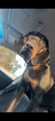 Lost Male Dog last seen Smith Lake, Bluff Way Dr, AL 35503