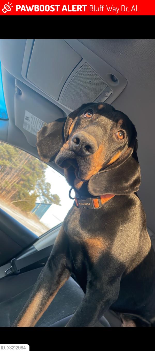 Lost Male Dog last seen Smith Lake, Bluff Way Dr, AL 35503