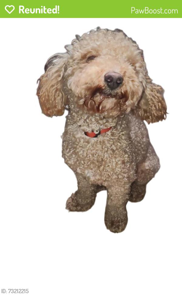 Reunited Male Dog last seen Danish Dr & Camelot St, Grand Prairie, TX 75050, USA, Grand Prairie, TX 75050