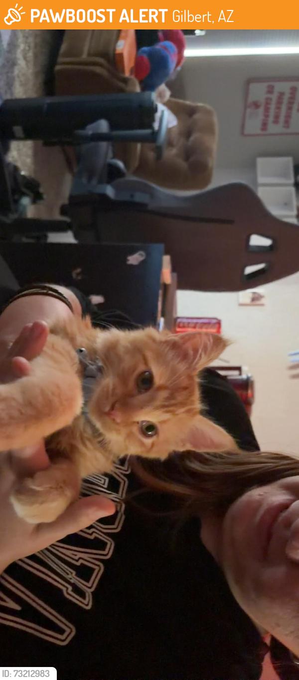 Found/Stray Male Cat last seen longspur and del rio, Gilbert, AZ 85233