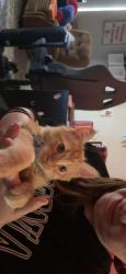 Found/Stray Male Cat last seen longspur and del rio, Gilbert, AZ 85233