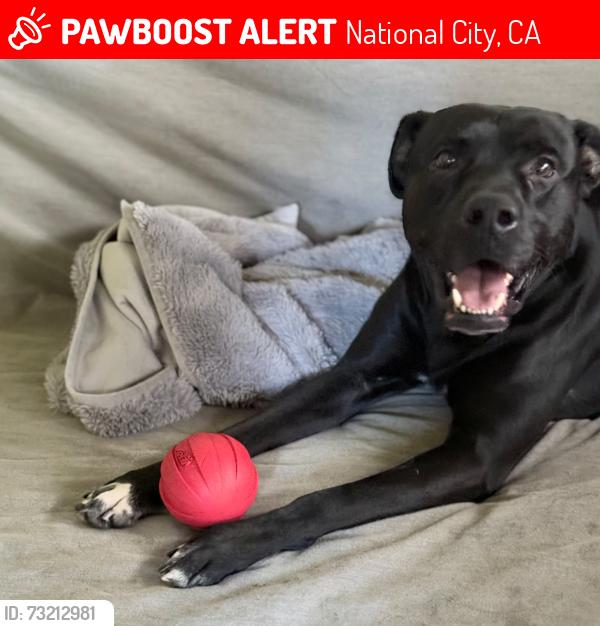 Lost Male Dog last seen Acacia st and division st, National City, CA 92113