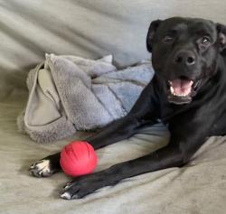 Lost Male Dog last seen Acacia st and division st, National City, CA 92113