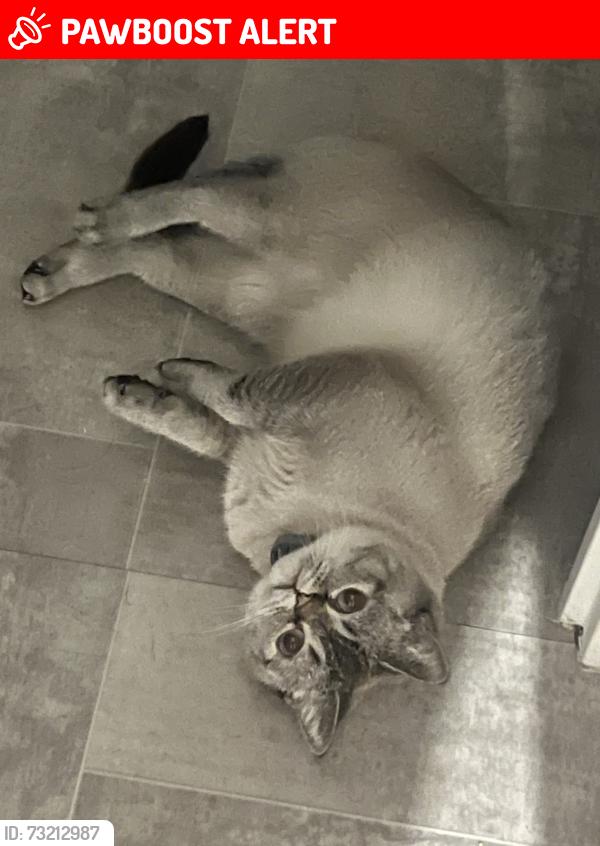 Lost Female Cat last seen Near avenue eugene schueller, Aulnay-sous-Bois, IDF 93600