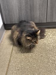 Reunited Female Cat last seen Near W 98th St, Cleveland, OH 44102, USA, Cleveland, OH 44102