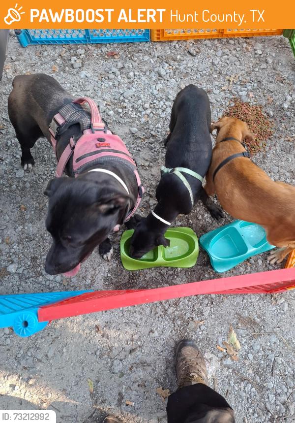 Found/Stray Unknown Dog last seen CR 3307, Hunt County, TX 75402