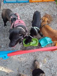 Found/Stray Unknown Dog last seen CR 3307, Hunt County, TX 75402