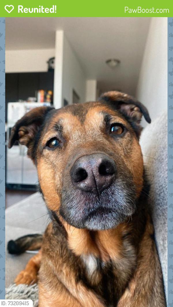 Reunited Female Dog last seen 56th Ave and Zuni St, Denver, CO 80221