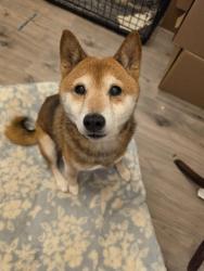 Lost Female Dog last seen Cheerful LN and Cane Fork Rd, Charleston, WV 25314