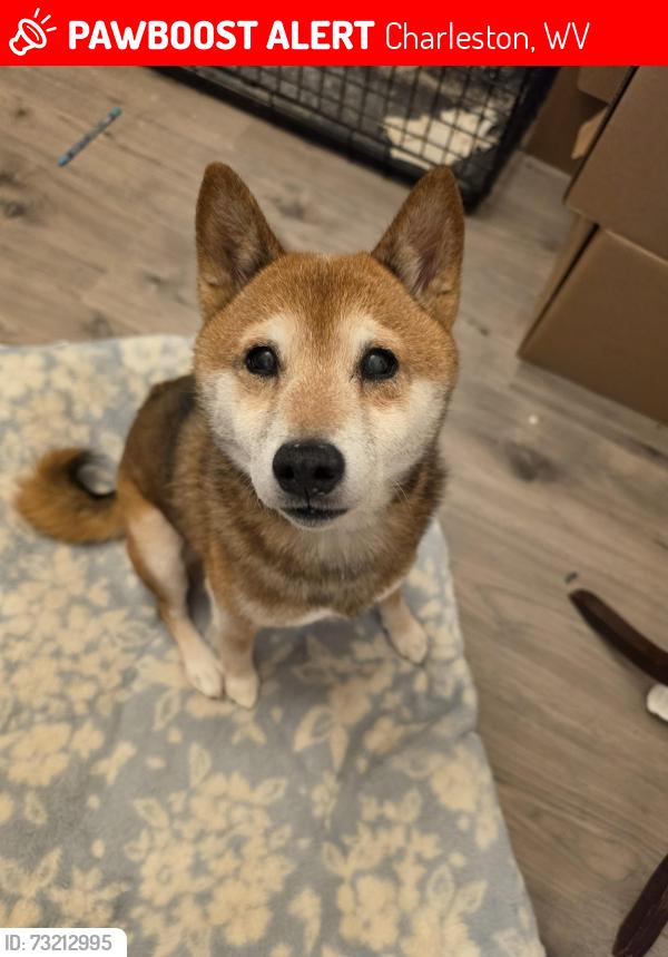 Lost Female Dog last seen Cheerful LN and Cane Fork Rd, Charleston, WV 25314