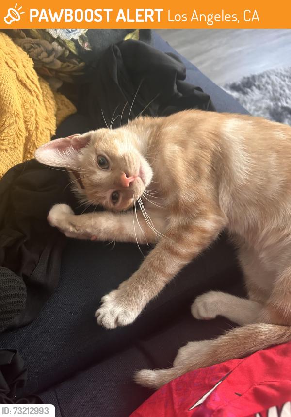 Found/Stray Male Cat last seen Lexington and Wilton, Los Angeles, CA 90038