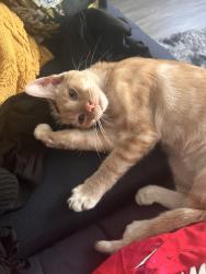 Found/Stray Male Cat last seen Lexington and Wilton, Los Angeles, CA 90038