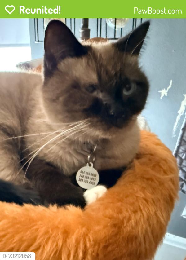 Reunited Female Cat last seen Near Heffner St and Delaware God's Missionary Church, Delaware, OH 43015