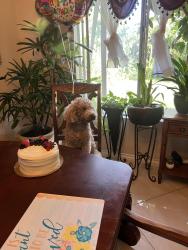 Reunited Male Dog last seen Osage drive and jamacha road, San Diego, CA 92114