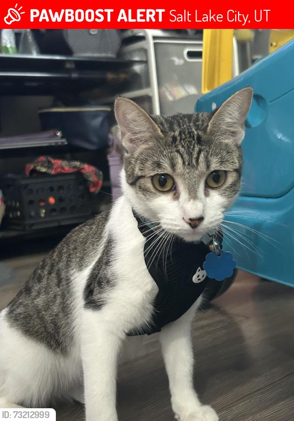 Lost Female Cat last seen Near S 900 W salt lake, Salt Lake City, UT 84104