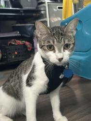 Lost Female Cat last seen Near S 900 W salt lake, Salt Lake City, UT 84104