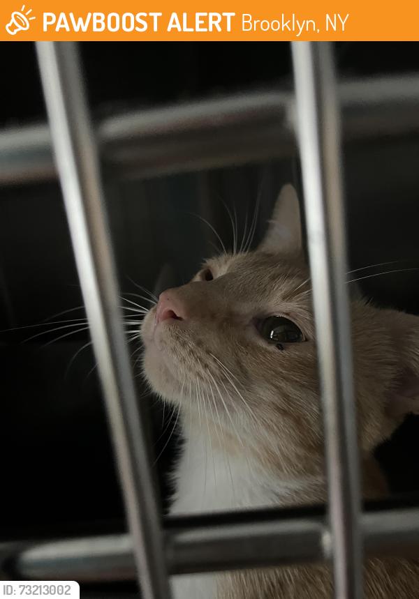 Found/Stray Unknown Cat last seen Arlington and Jerome, Brooklyn, NY 11207