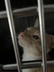 Found/Stray Unknown Cat last seen Arlington and Jerome, Brooklyn, NY 11207