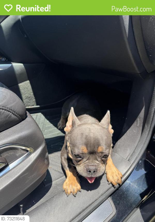 Reunited Female Dog last seen Benjamin Ln and Declaration Dr, Arlington, TX 76002