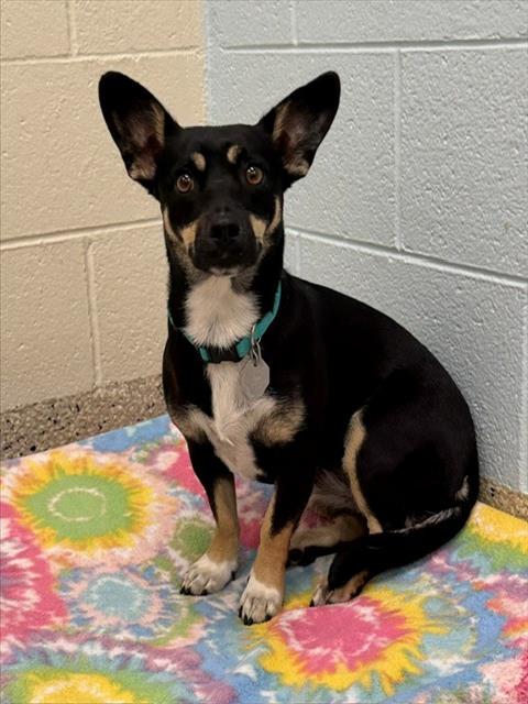 Shelter Stray Female Dog last seen 84TH AND JACKSON, 12155 Park Blvd, Brighton, CO 80601, USA
