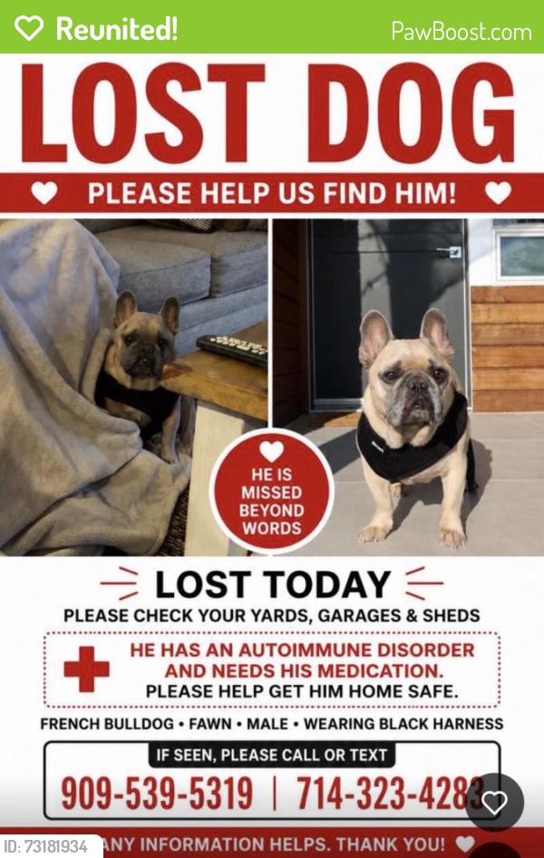 Reunited Male Dog last seen Ralphs, Costa Mesa, CA 92627