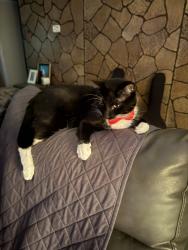 Reunited Male Cat last seen Willow Springs Dr. and Kelly Elliot, Arlington, TX 76001