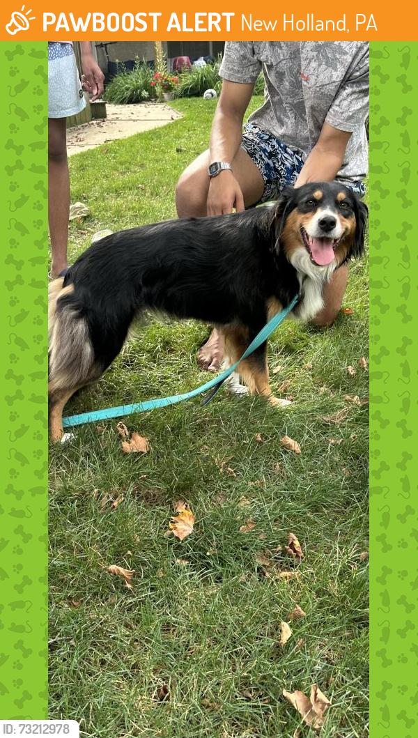 Found/Stray Female Dog last seen Near Hill Rd, New Holland, PA, New Holland, PA 17557