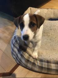 Lost Male Dog last seen Brigham’s Cove & Cove’s End Road, West Bath, ME 04530