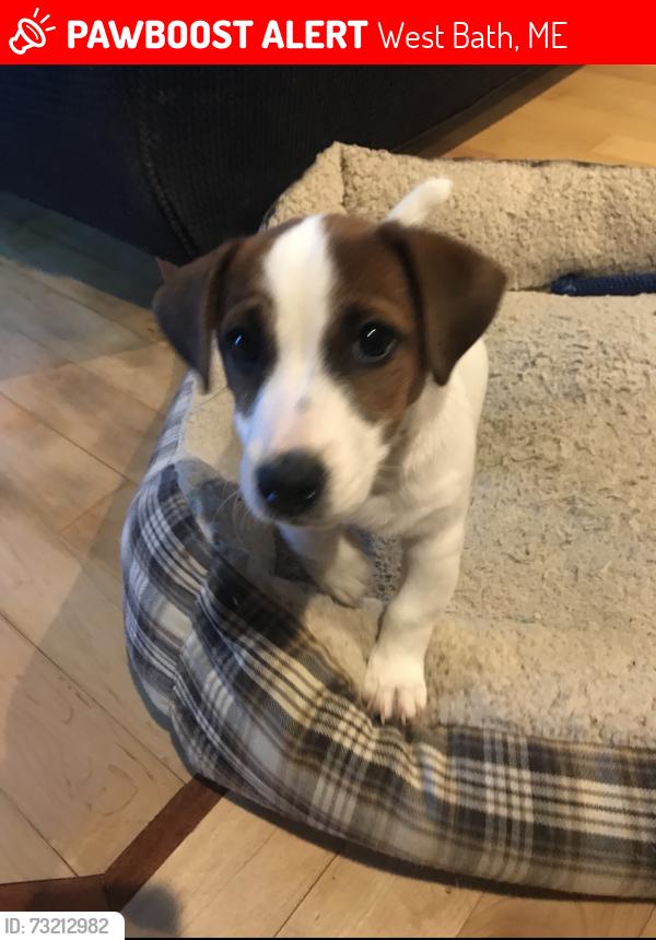 Lost Male Dog last seen Brigham’s Cove & Cove’s End Road, West Bath, ME 04530